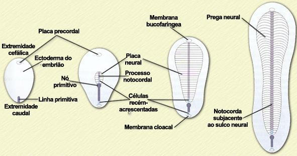 Vista dorsal Prega