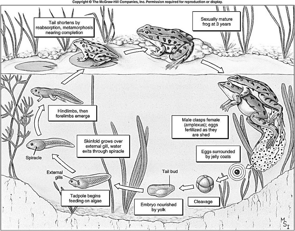 Retiram excretas do celoma e do sangue. Ocorrem em embriões de répteis, aves e mamíferos e em peixes e anfíbios adultos. 3. Metanefros: não são segmentados e se situam na região posterior do corpo.