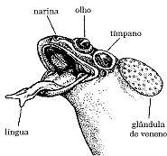 2018 CURSO DAS PARTICULARES TURMA DE MEDICINA Pecilotérmicos. Sistema digestório: completo (boca e cloaca). Boca sem dentes, com fígado e pâncreas.