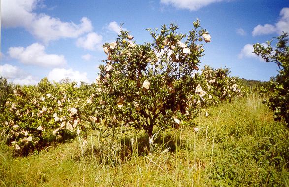 89 FIGURA 5.1 - Vista de um pomar em que as plantas de citros tiveram seus frutos ensacados e outros não.