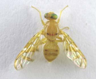 Tephritidae) capturadas em armadilhas McPhail: A - A.