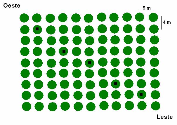 68 FIGURA 4.2 - Croqui representando a disposição das armadilhas nos pomares de citros (os círculos verdes representam as plantas, os quadrados as armadilhas McPhail).
