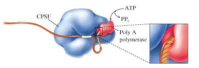 Poliadenilação 1.A poliadenilação inicia-se quando o complexo da RNA polimerase II sintetiza o sinal AAUAAA na extremidade 3 da molécula do mrna percursor. 2.