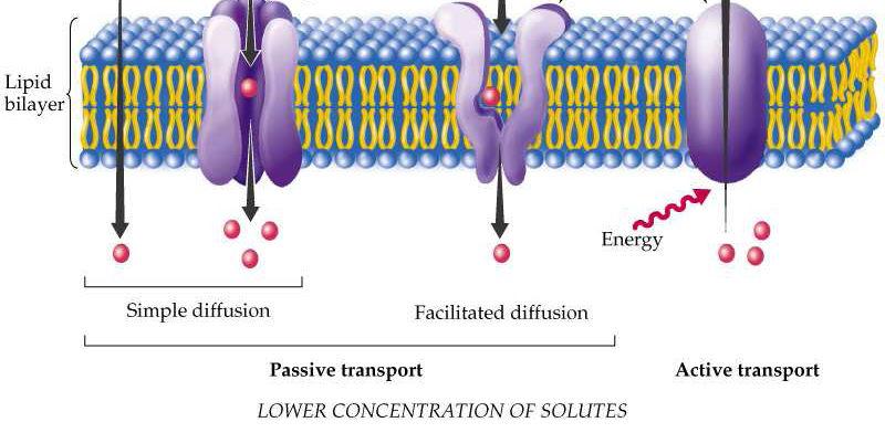 TOXICOCINÉTICA Transporte Através de Membranas Moléculas transportadas