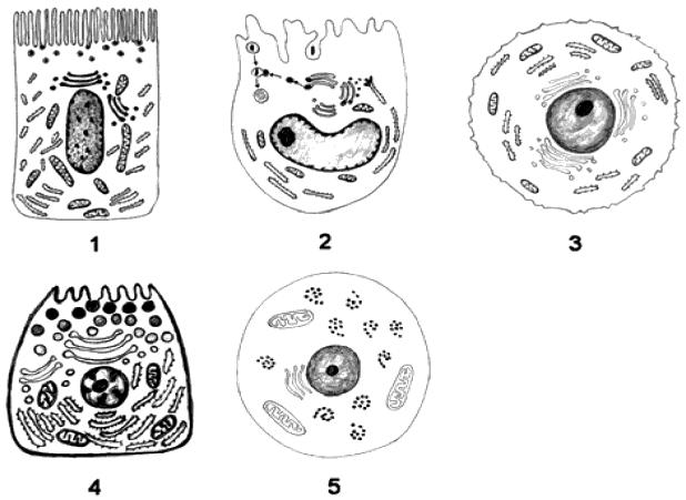 a) 5 indica uma organela que participa diretamente do processo de divisão celular, embora esteja ausente em células vegetais. b) 1 indica uma organela pouco desenvolvida em células glandulares.