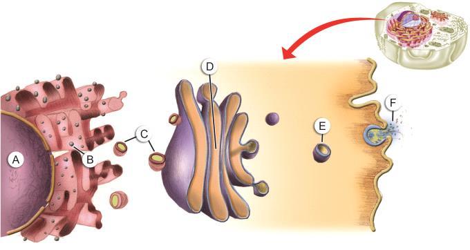 c) I pinocitose; II vacúolo; III retículo endoplasmático liso; IV mitocôndria; V fagossomo; VI autofagia.