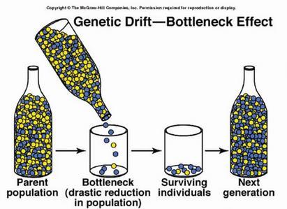 Gargalo genético O efeito gargalo de garrafa (bottleneck effect) é um evento evolucionário