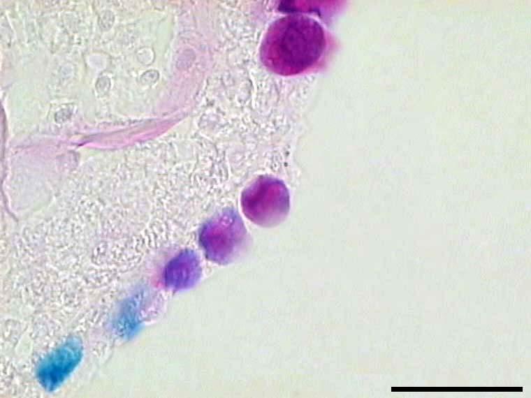 59 A C L B C Figura 15. Células mucosas (CM) de A.