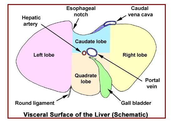 Face visceral: visualização da vesícula biliar e espaço porta hepático (hilo) Lobulação: Lobo Hepático