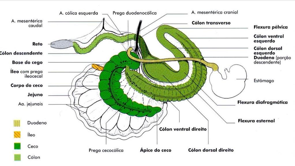 com denominação individual (cólon ventral direito, flexura esternal, cólon ventral esquerdo, flexura pélvica, cólon dorsal esquerdo, flexura diafragmática,