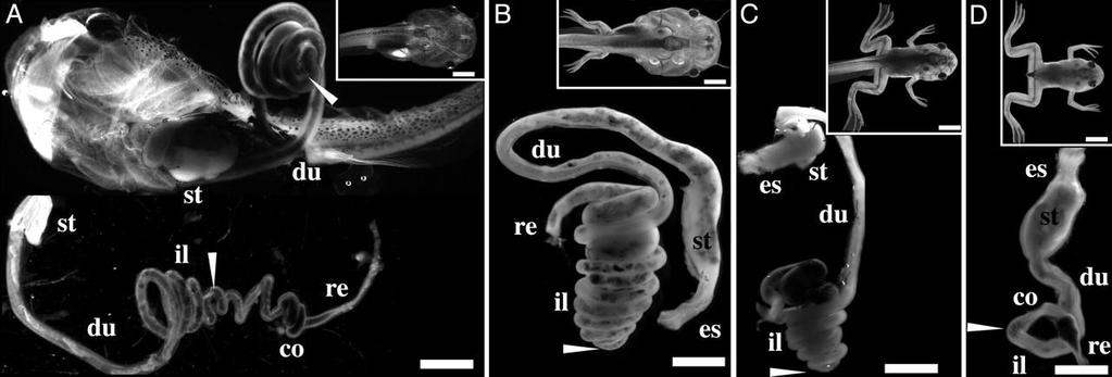 The tadpole gut shortens dramatically during metamorphosis Schreiber A. M.