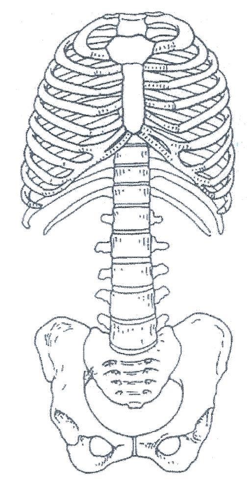 Australopi tecus Enriqueci mento da Dieta Enriching The human abdominal cavity became smaller, when compared to