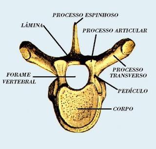 17 Figura 1- Imagem de uma vértebra típica. Fonte: http://adanatomia.blogspot.com.br/2011/06/sistema-esqueletico-colunavertebral.