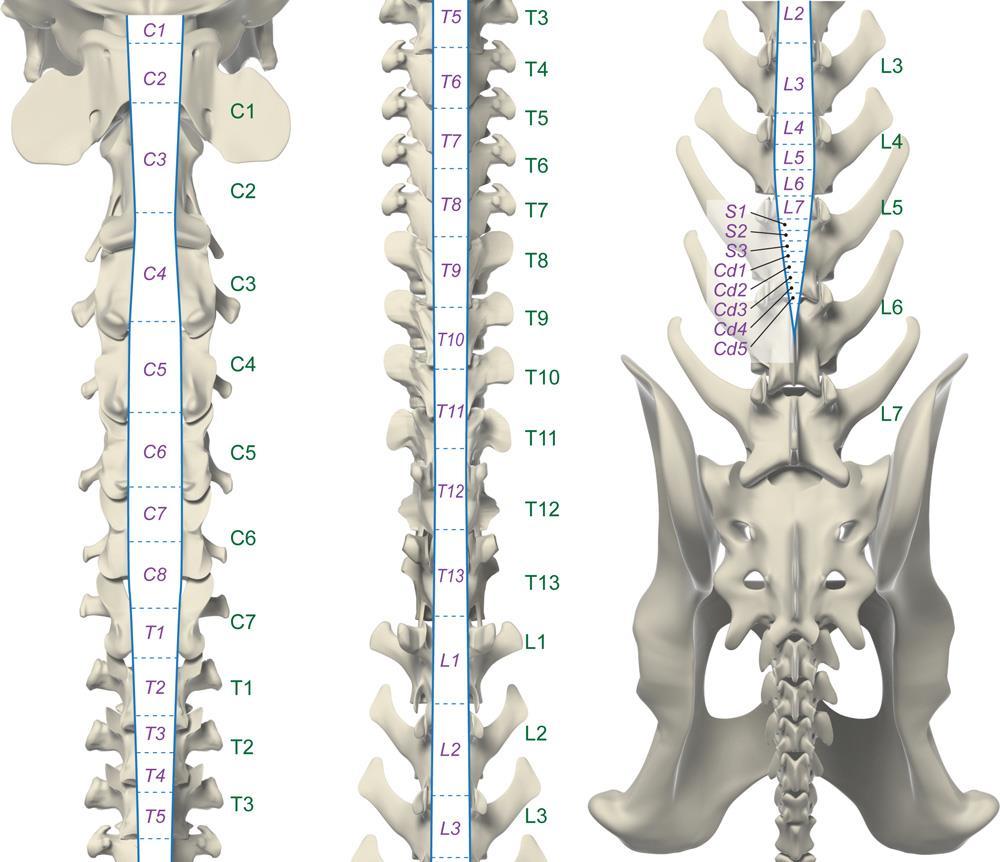 19 Existem dois espessamentos na medula espinhal, que são chamados de intumescências cervical e lombar, onde estão localizados corpos celulares de neurônios motores inferiores, responsáveis por