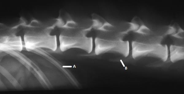 40 Figura 12- Radiografia espinhal toracolombar lateral de um cão normal.