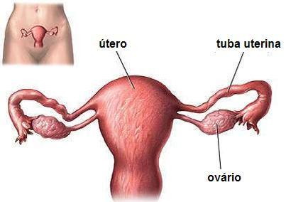 Testosterona Testosterona