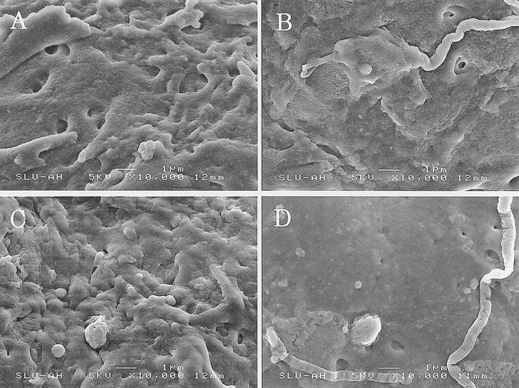 Figura 5. Microscopia eletrônica de varredura da superfície externa de zona pelúcida de suíno. A) Oócito ovulado. B) Zigoto coletado da tuba. C) Oócito de MIV. D) Zigoto de MIV-FIV (Funahashi et al.