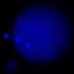 Imagens de microscopia confocal e de fluorescência do mesmo oócito (desnudo, meio condicionado) mostrando padrão de distribuição