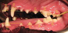 efeito do snack Equilíbrio saúde oral no retardo da placa bacteriana e do cálculo dental em cães durante um período de 90 dias.