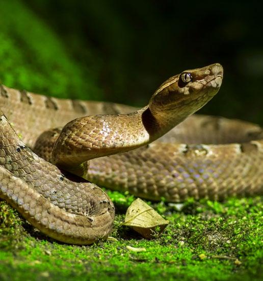 ACIDENTES COM COBRAS E SERPENTES No Brasil, são registrados mais de 20 mil acidentes com cobras e serpentes por ano, de acordo com o Instituto Butantan.