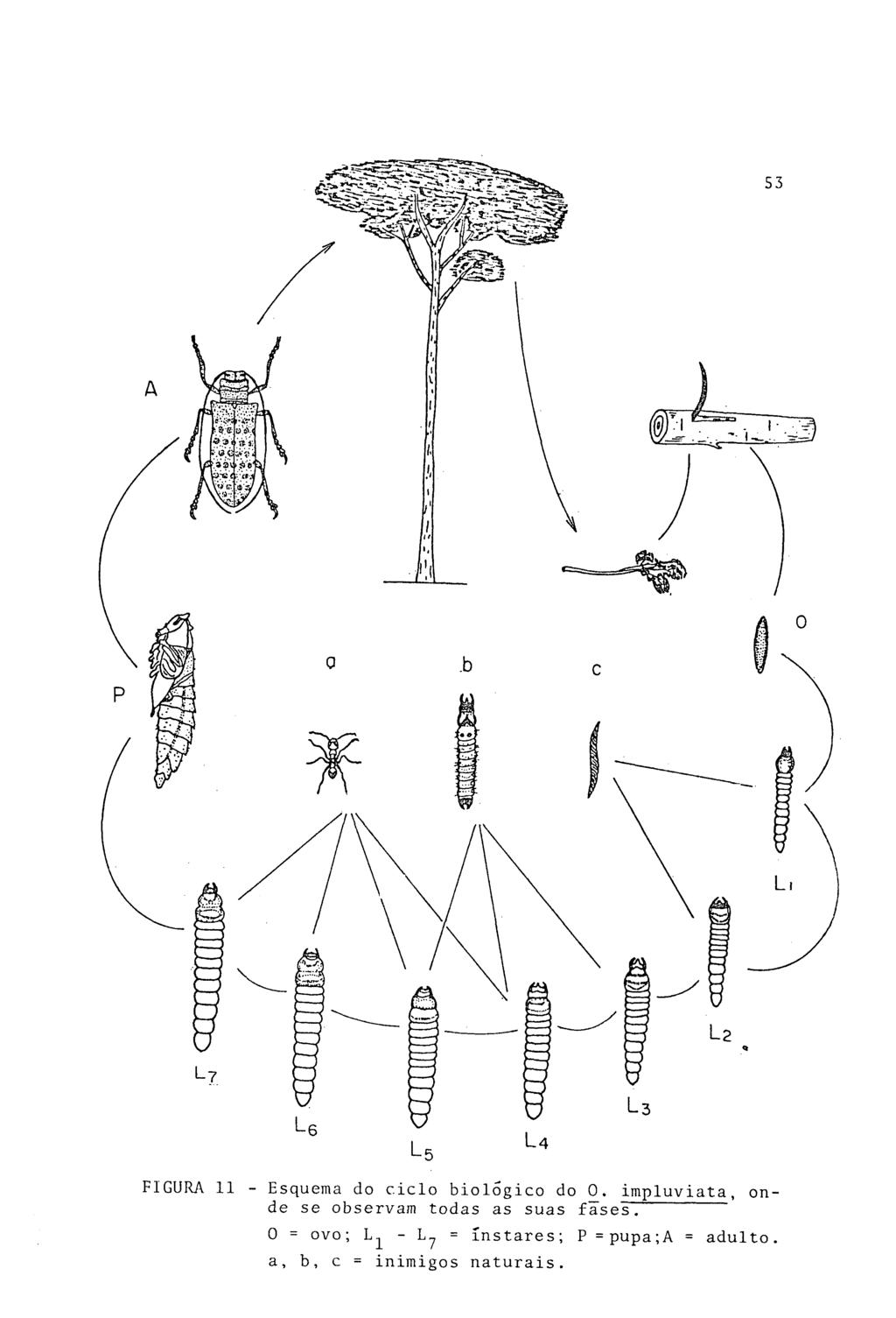 FIGURA 11 - Esquema do ciclo biológico do 0.