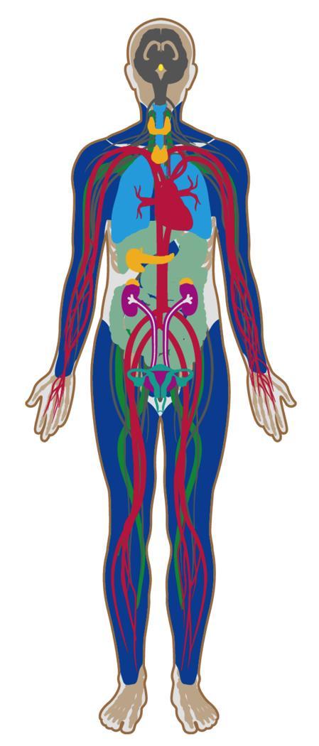 Sistemas do corpo humano diretamente afetados: