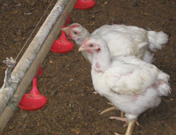 No início da vida dos frangos o sistema enzimático ainda é pouco desenvolvido e por isso não está adaptado à ingestão de carboidratos e lipídios.