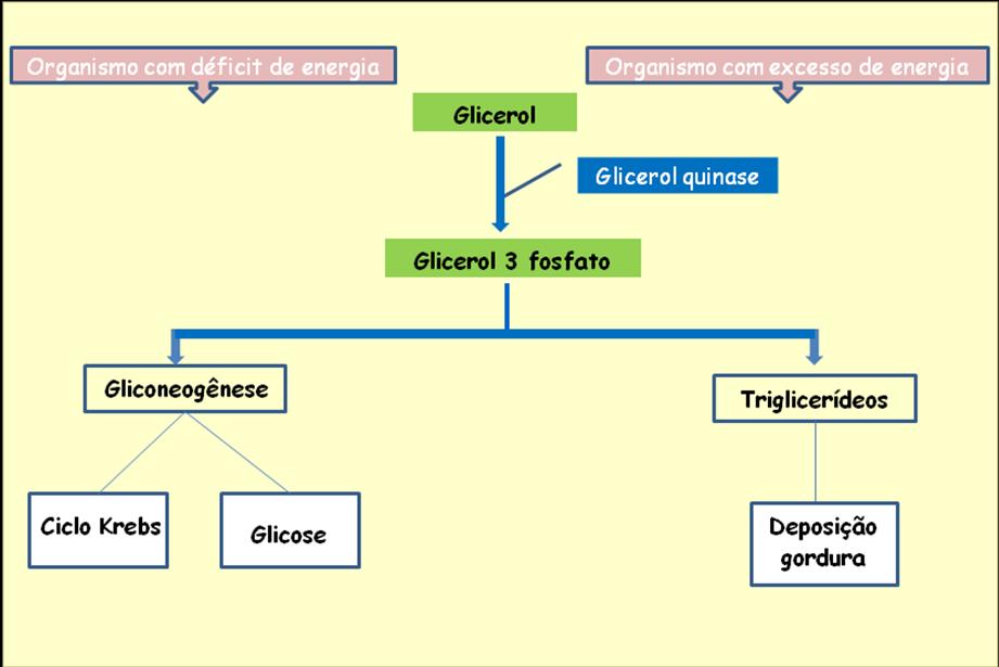 33 - -3 27 de incorporar o glicerol livre (COPPACK et al., 1999).