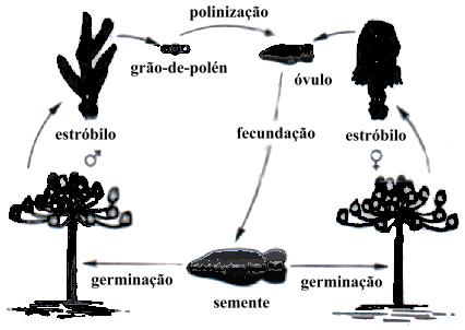 b) origina-se a geração duradoura de seu ciclo de vida. c) ocorre uma divisão meiótica. d) ocorre imediatamente a fecundação. e) origina-se a geração haplóide de seu ciclo de vida.