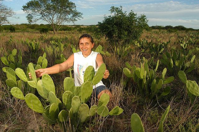 Agroecologia e