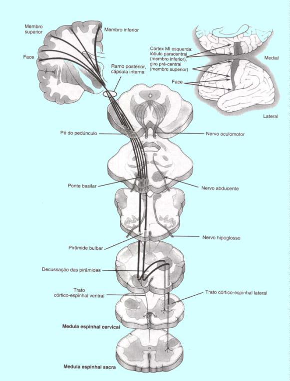 BULBO limite inferior medula limite superior ponte ventralmente ao cerebelo Vista anterior: fissura mediana anterior forame cego pirâmides decussação das pirâmides sulco lateral anterior olivas