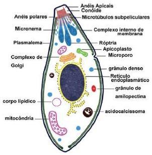 26 Figura 2: Representação esquemática da morfologia geral da forma taquizoíta de Toxoplasma gondii (Fonte: Souza et al., 2010).