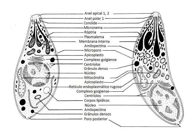 28 Figura 4: Comparação entre as morfologias de taquizoíta e bradizoíta de Toxoplasma gondii. Legenda: Desenhos esquemáticos de um taquizoíta (esquerda) e um bradizoíta (direita) de T.