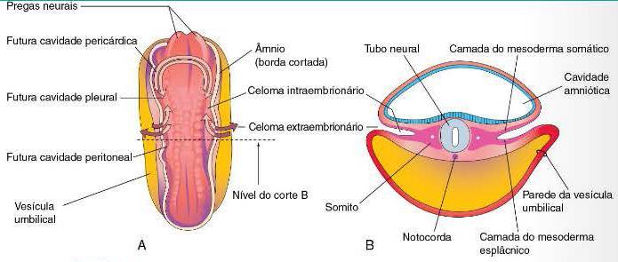 Introdução: formação do celoma intra-embrionário Fonte: Moore