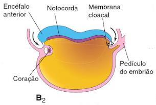 Fonte: Moore, K. L.