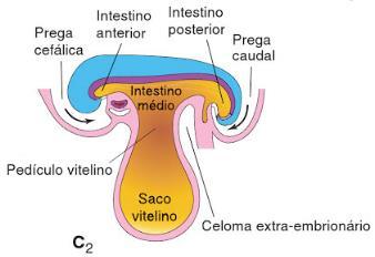 2008. Embriologia