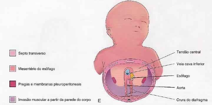 Formação