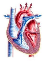 Ventricular Diástole