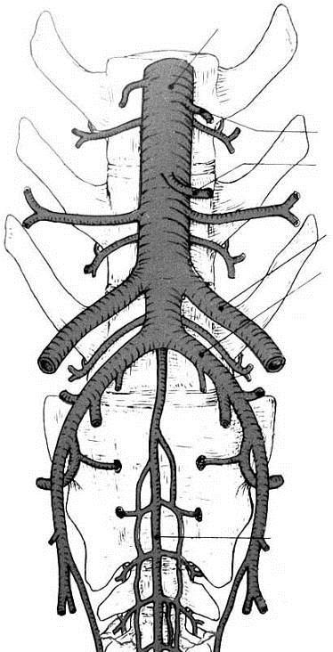 17 RAMOS TERMINAIS DA ARTÉRIA AORTA ABDOMINAL DO CÃO.