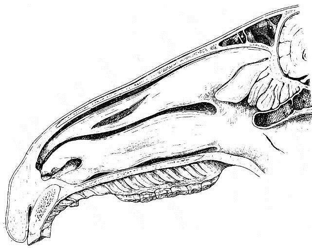 30 VISTA MEDIAL DAS HEMI-CABEÇAS DO EQUINO A CAVIDADE NASAL E ESTRUTURAS ASSOCIADAS SÃO EVIDENCIADAS APÓS REMOÇÃO DO SEPTO NASAL Meato nasal dorsal Concha nasal dorsal Concha nasal Média