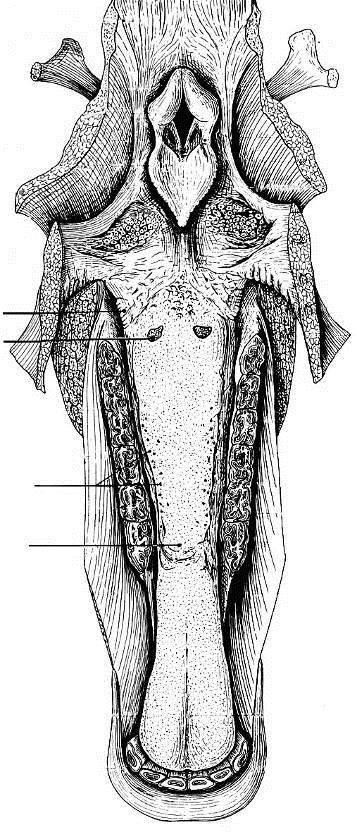 ASPECTO DORSAL DA LÍNGUA E LARINGE DO EQUINO 48 Epiglote Raiz da língua