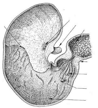 54 ANATOMIA EXTERNA E INTERNA DO ESTÔMAGO DO EQUINO Fundo Gástrico Cárdia Esôfago Piloro Duodeno Canal Pilórico Antro Pilórico Curvatura