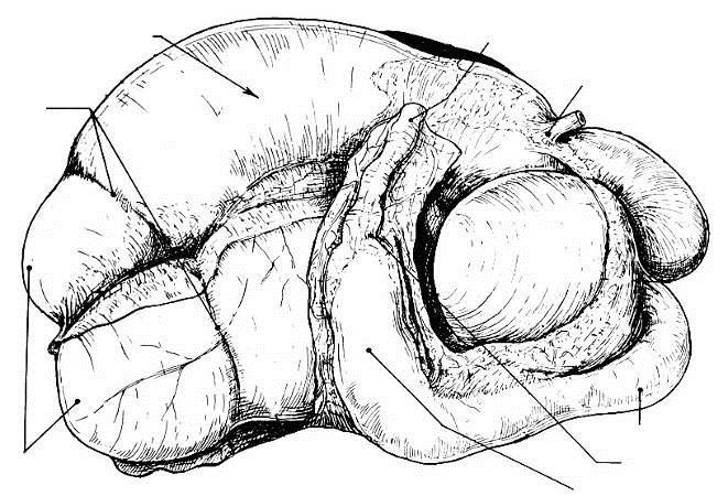 55 ANATOMIA EXTERNA DO ESTÔMAGO DO BOVINO VISTA LATERAL Saco dorsal do rúmen Duodeno Esôfago