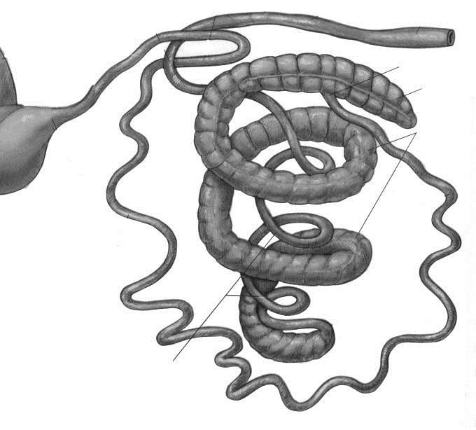 58 ANATOMIA EXTERNA DO INTESTINO DELGADO E GROSSO DO SUÍNO Cólon transverso Cólon descendente Reto