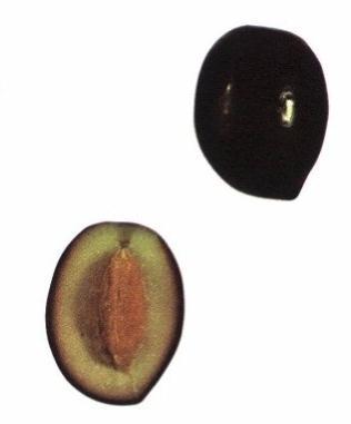 É susceptível à mosca da azeitona, olho de pavão, cochonilha e traça, é tolerante à tuberculose, (Leitão et al. 1986).