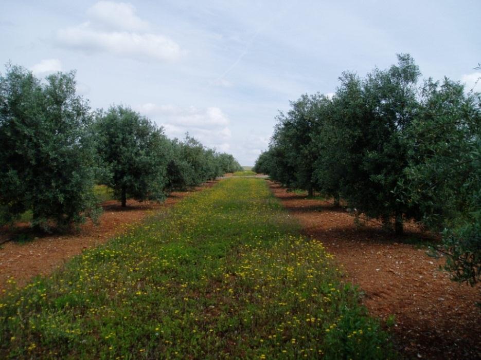 Fig.25: Coberto vegetal da entrelinha de um olival de Serpa em produção integrada Nos olivais em estudo e durante o período em análise, foi observado coberto vegetal em todas as entrelinhas (fig.