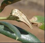 As várias gerações permitem a sua presença no olival todo ano, só no inverno com baixas temperaturas a evolução deste lepidóptero diminui significativamente.