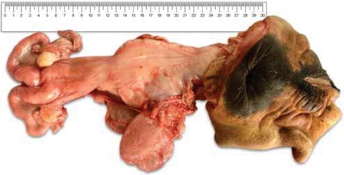 13 Exame ginecológico Anatomia do sistema reprodutivo da fêmea bovina O trato reprodutivo feminino dos bovinos é constituído de ovários, ovidutos, útero, vagina e genitália externa (Figura 1), além