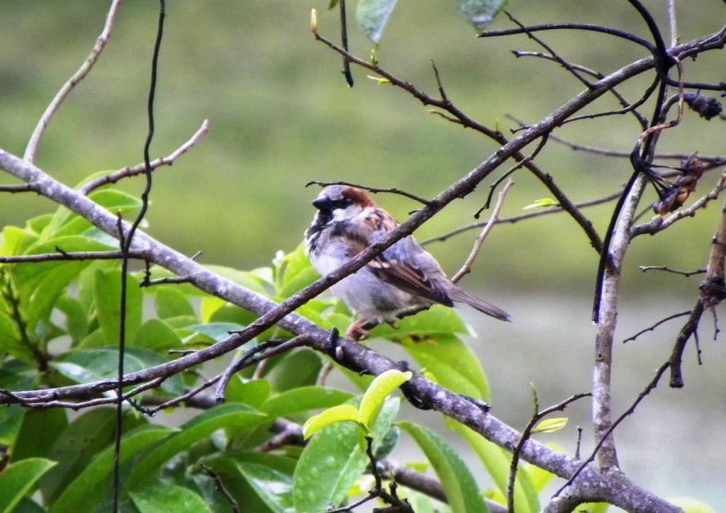 Figura 8 - Pardal Passer domesticus, pássaro exótico invasor na floresta Atlântica. (Foto de Glauco Pereira). 4.