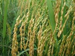 f) Construa uma matriz D que compare a produção anual desses grãos da região A com a da região B, no período considerado.